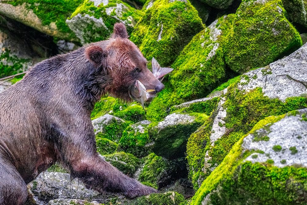 Grizzly Bear-salmon run-Anan Creek-Wrangell-Alaska-USA